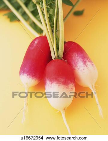 Picture - Three Radish, High Angle View, Close Up. Fotosearch