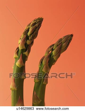 Two Green Asparagus, Close Up View Large Photo Image Stock Image - Two Green Asparagus, Close Up. Fotosearch