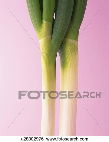 Two Green Onions, Close Up View Large Photo Image Stock Photograph - Two Green Onions, Close Up. Fotosearch