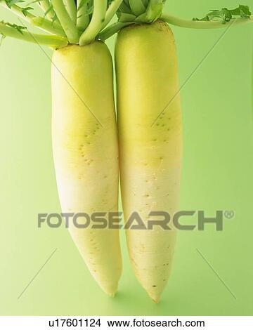Picture - Two Japanese Radishes, Front View. Fotosearch