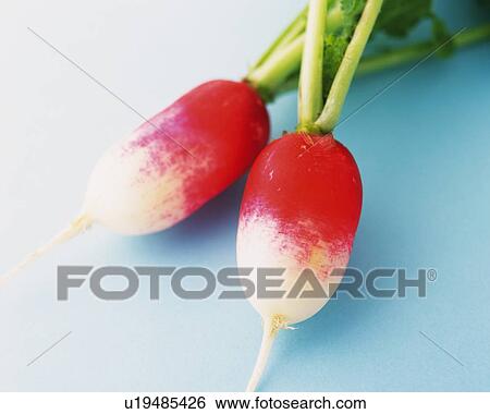 Stock Photograph - Two Radish, High Angle View. Fotosearch