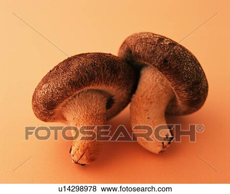 Two Shiitake Mushrooms, Low Angle View View Large Photo Image Stock Photo - Two Shiitake Mushrooms, Low Angle View. Fotosearch