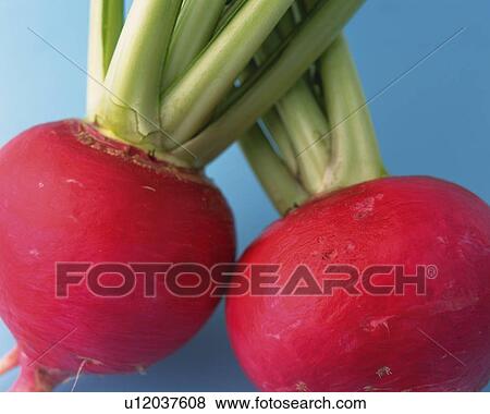 Two Turnips, Close Up View Large Photo Image Stock Photo - Two Turnips, Close Up. Fotosearch