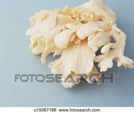 Stock Photograph - White Maitake Mushroom, High Angle View, Close Up. Fotosearch