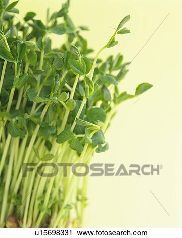 Stock Image - White Radish Sprouts, Close Up. Fotosearch