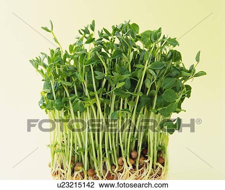 Stock Image - White Radish Sprouts, Front View. Fotosearch