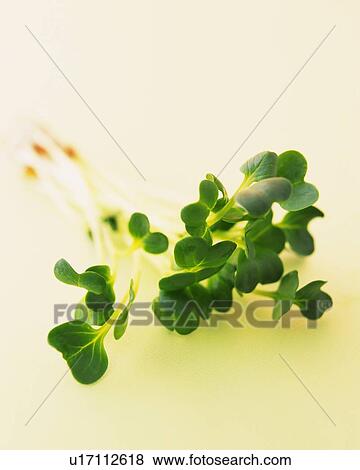 White Radish Sprouts, High Angle View View Large Photo Image Stock Photo - White Radish Sprouts, High Angle View. Fotosearch