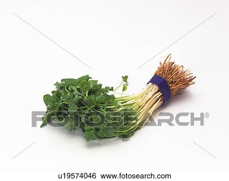 Bunch Of Japanese Parsley Mitsuba Nemitsuba High Angle View Stock Photograph U Fotosearch