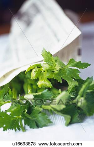 Foglia Verdura Rotolato Inglese Giornale Fuoco Differenziale Archivio Fotografico U Fotosearch