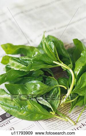 Stock Photo - Leaf vegetables on English newspaper, Differential Focus. Fotosearch