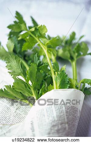 Leaf vegetables rolled English newspaper, Differential Focus View Large Photo Image Stock Image - Leaf vegetables rolled English newspaper, Differential Focus. Fotosearch