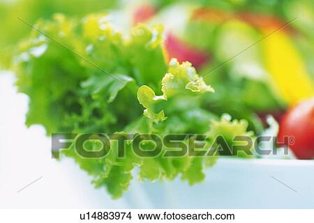 Mixed salad leaves on plate, close up, Differential Focus View Large Photo Image Picture - Mixed salad leaves on plate, close up, Differential Focus. Fotosearch