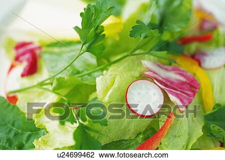 Stock Image - Mixed salad leaves with radishes, close up, Differential Focus, Full Frame. Fotosearch
