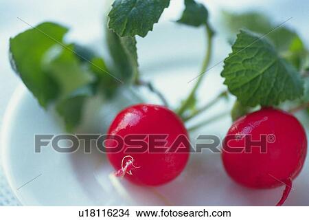 Radishes on plate, close up, Differential Focus View Large Photo Image Picture - Radishes on plate, close up, Differential Focus . Fotosearch