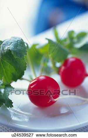 Stock Photo - Radishes on plate, close up, Differential Focus . Fotosearch