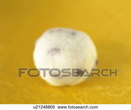 Stock Photography - shi called daihuku, high angle view, Differential Focus. Fotosearch