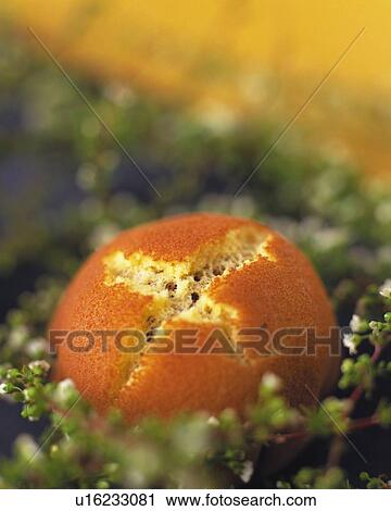 shi called Dorayaki on plate, high angle view, Differential Focus View Large Photo Image Stock Image - shi called Dorayaki on plate, high angle view, Differential Focus. Fotosearch