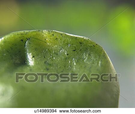 Picture - shi called Kusadaihuku, high angle view, Differential Focus. Fotosearch