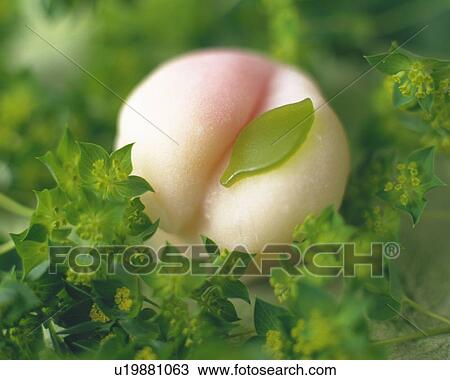 Stock Image - shi called Yukimochi, high angle view, Differential Focus, Close Up. Fotosearch