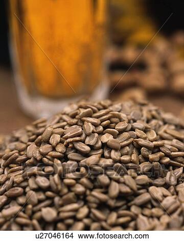 Picture - Closed Up Image of a Bunch of Sunflower Seeds and a Glass of Beer Next to Them, Differential Focus. Fotosearch