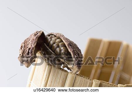 Close-up of a Black Cardamom View Large Photo Image Stock Image - Close-up of a Black Cardamom. Fotosearch