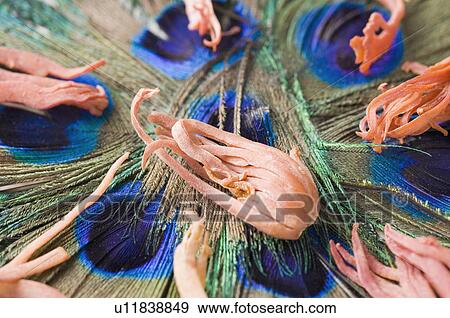 High angle view of dried mace blades on peacock feathers View Large Photo Image Stock Photo - High angle view of dried mace blades on peacock feathers. Fotosearch