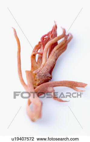 Stock Image - Close-up of a dried mace blade. Fotosearch