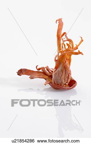 Stock Photograph - Close-up of a mace blade. Fotosearch