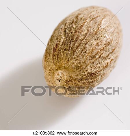 Close-up of a nutmeg View Large Photo Image Stock Image - Close-up of a nutmeg. Fotosearch