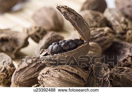 Stock Photo - Close-up of Black Cardamoms. Fotosearch