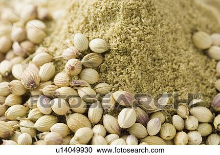 Stock Image - Close-up of Coriander seeds with Coriander powder. Fotosearch