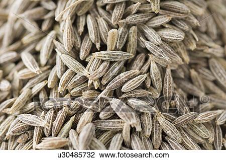 Close-up of Cumin seeds View Large Photo Image Stock Image - Close-up of Cumin seeds. Fotosearch