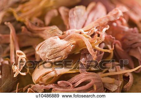 Stock Photo - Close-up of dried Mace blades. Fotosearch
