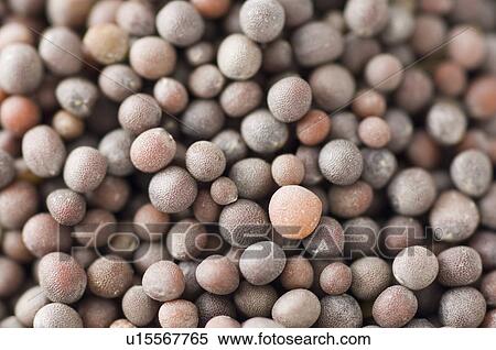 Stock Photography - Close-up of mustard seeds. Fotosearch