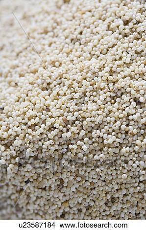 Picture - Close-up of poppy seeds. Fotosearch