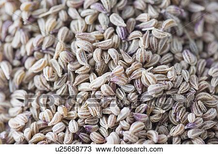 Stock Image - Close-up of seeds. Fotosearch