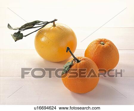 An Orange / Grapefruit View Large Photo Image Picture - An Orange / Grapefruit. Fotosearch