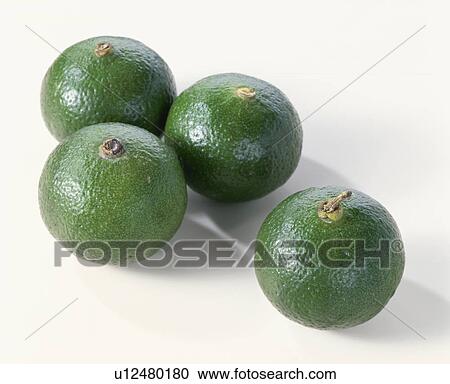 Stock Image - Citrus Depressa. Fotosearch