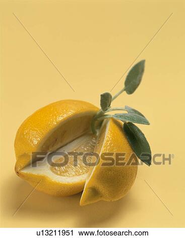 Lemon View Large Photo Image Stock Image - Lemon. Fotosearch