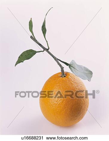 Mandarin Orange View Large Photo Image Stock Image - Mandarin Orange. Fotosearch