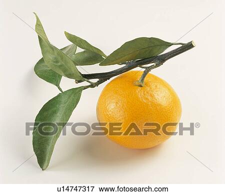 Mandarin Orange View Large Photo Image Stock Photo - Mandarin Orange. Fotosearch