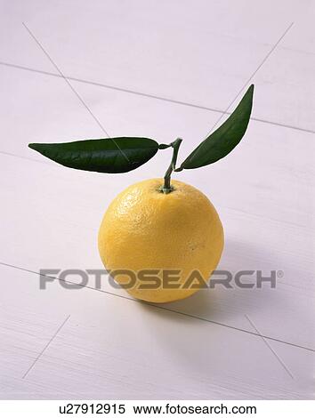 New Summer Orange View Large Photo Image Stock Photography - New Summer Orange. Fotosearch