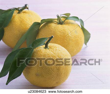Yellow Yuzu Citron View Large Photo Image Stock Image - Yellow Yuzu Citron. Fotosearch