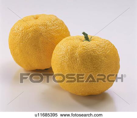 Stock Photography - Yellow Yuzu Citron. Fotosearch