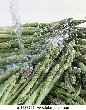 Asparagus View Large Photo Image Stock Photo - Asparagus. Fotosearch