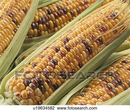 Stock Image - Corn. Fotosearch