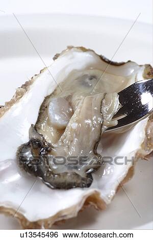 Stock Photograph - Oyster. Fotosearch