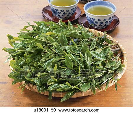 Green Tea Leaf, First Tea Of The Season, View Large Photo Image Stock Image - Green Tea Leaf, First Tea Of The Season,. Fotosearch