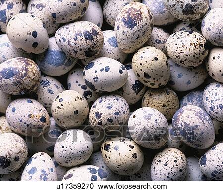 Eggs Of Quail View Large Photo Image Stock Image - Eggs Of Quail. Fotosearch