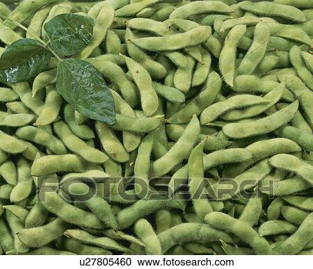 Stock Image - Green Soybeans. Fotosearch